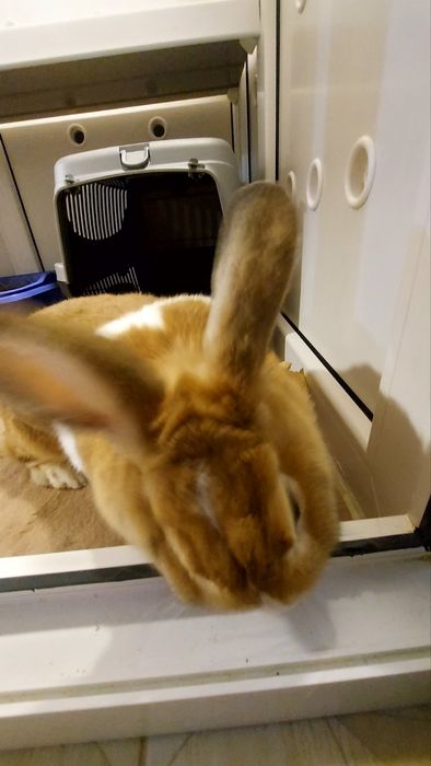 Перетримка тварин  Київ цілодобово зооотель передержка