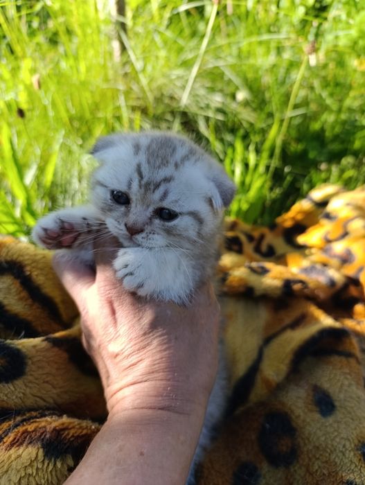 Тиждневий розпродаж  ,хлопчиків