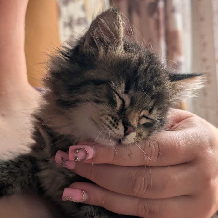 Неймовірне кошеня дуже хоче родину