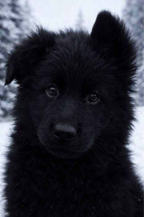 Продаются щенкиЧЕРНОГО ОКРАСА  немецкой длинношерстной овчарки