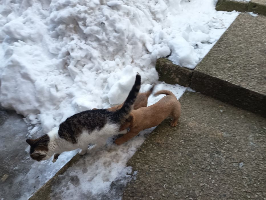 Małe pieski do oddania