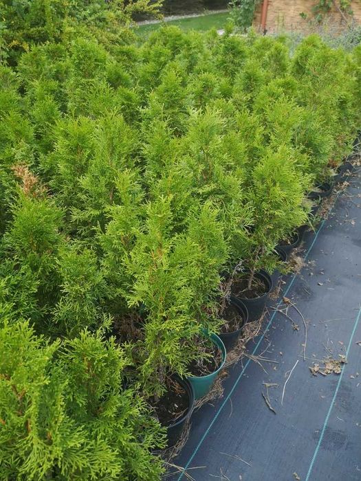 Tuja szmaragd 80 cm - doniczka