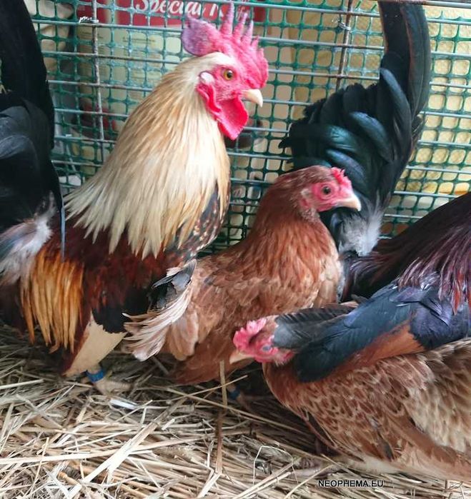 Kurki Chabo tylko w parach  kury z 2024 i 2025 roku