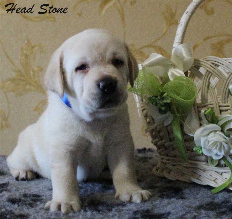 Лабрадор ретривер Клубные щенки