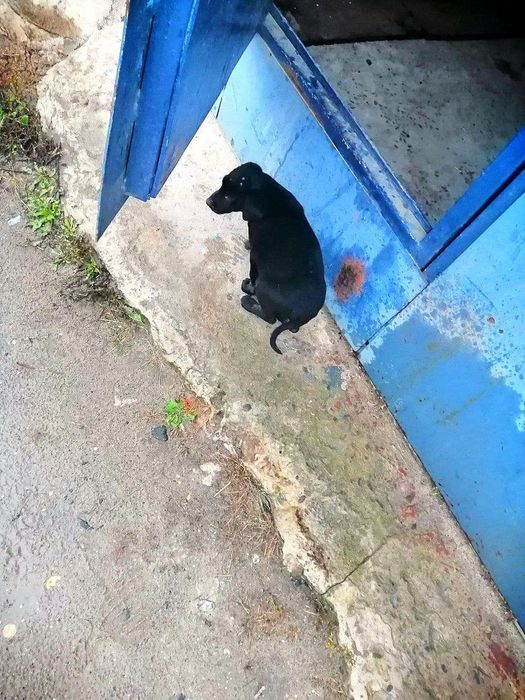 Чудовий цуцик в дар