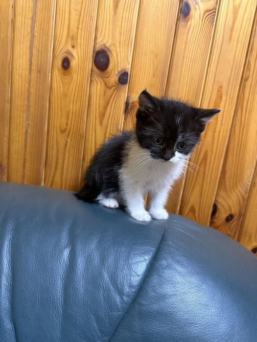 Кошенята в добрі руки