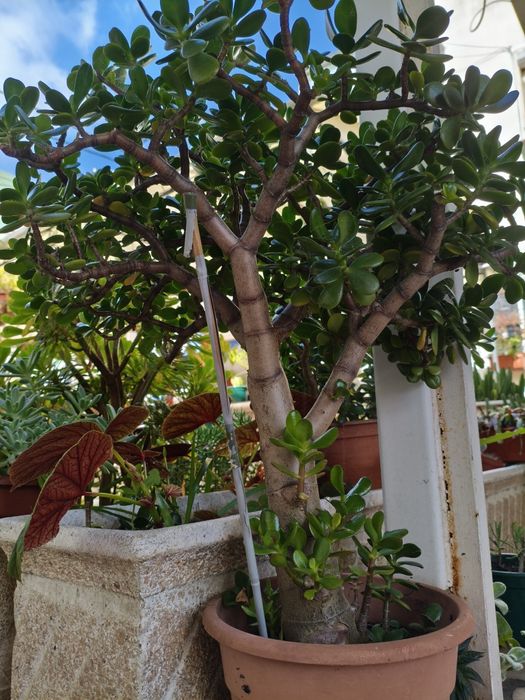 Planta jade com cerca de 50 cm