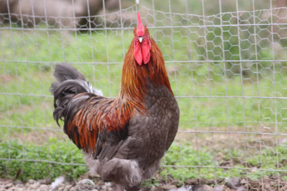 Ovos Férteis para Incubação – Blue Copper Marans