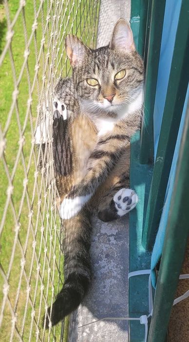 Nunu - kotka z problemami nie może znaleźć domu