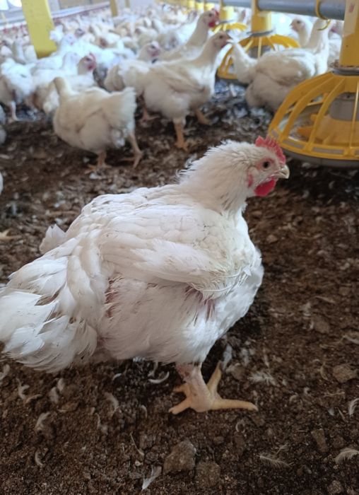 Brojlery prosto od hodowcy