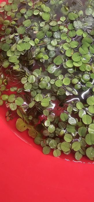 Pack de plantas aquario