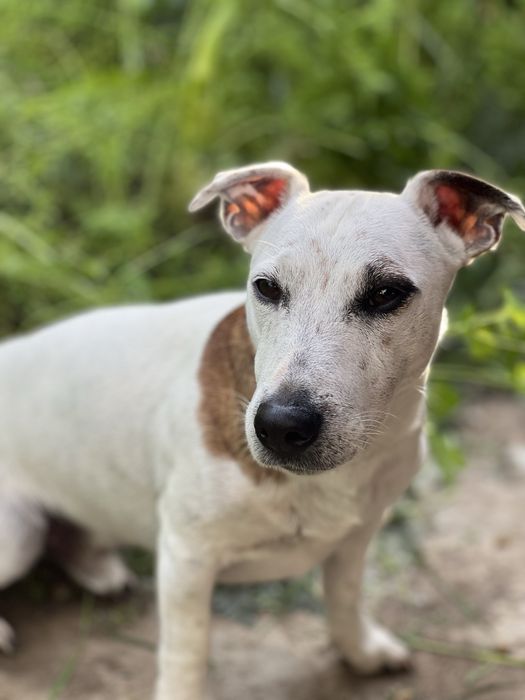 Прекрасний джек рассел терʼєр для вязки