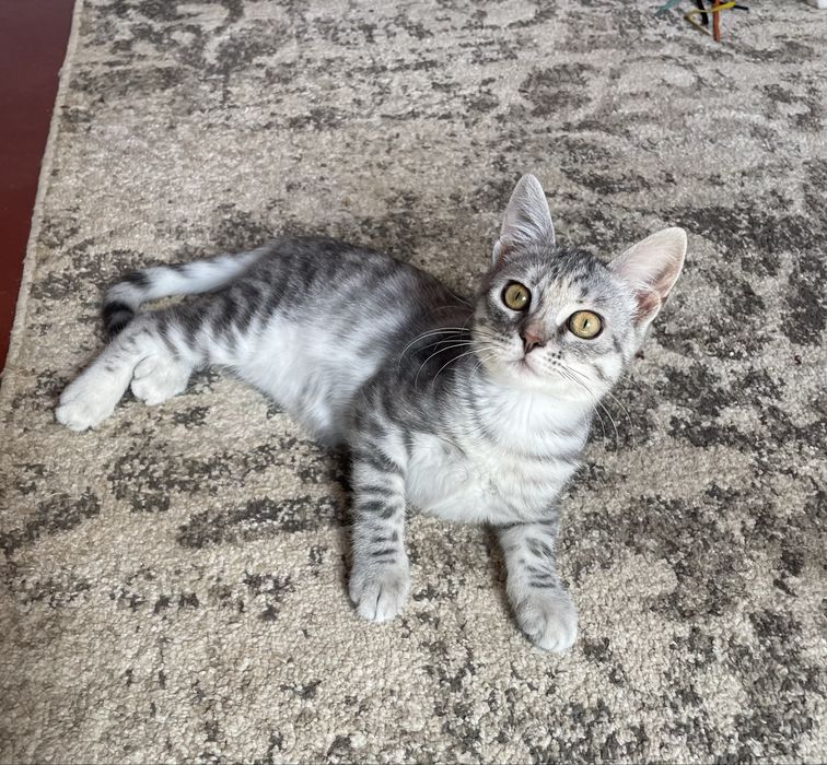 Котенок девочка ищет дом