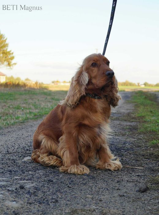 Cocker spaniel angielski piesek