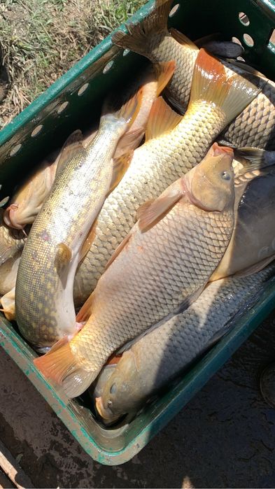 Жива риба (товарна, личинка, мальок, зарибок)