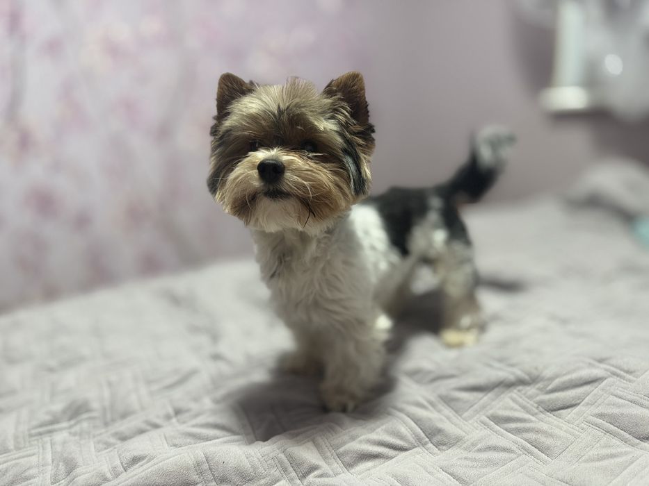 Вязка Хлопчик Бівер Йорк 2,5 роки, вага 2700/середній.Документів немає