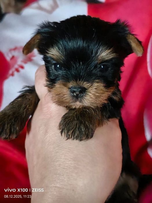 Йоркширский терьер мини