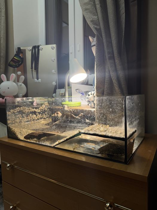 żółw z terrarium