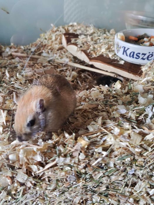 Młode myszoskoczki