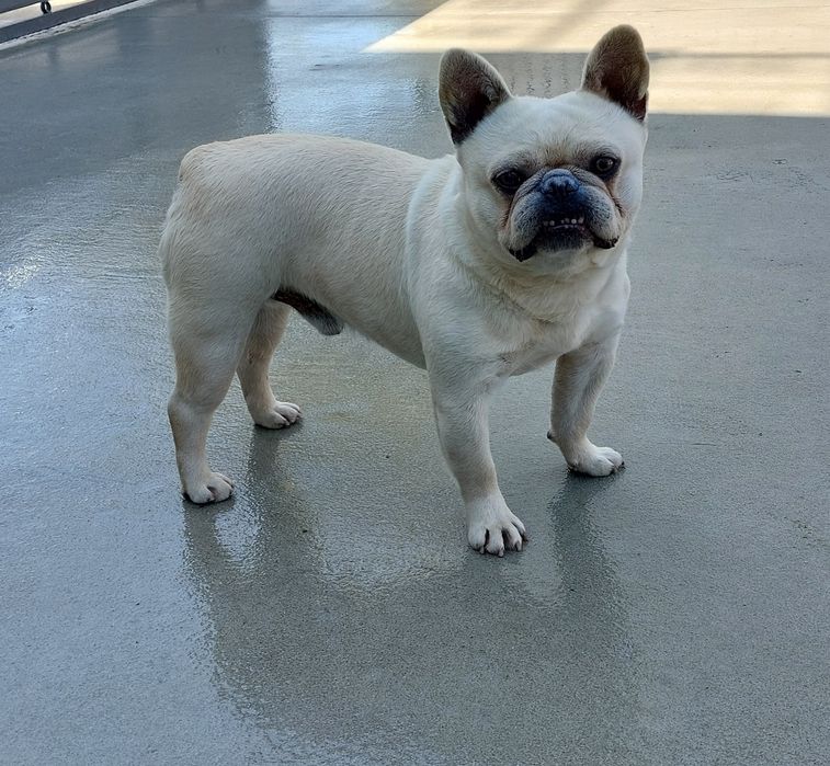 Bulldog francês para acasalamento