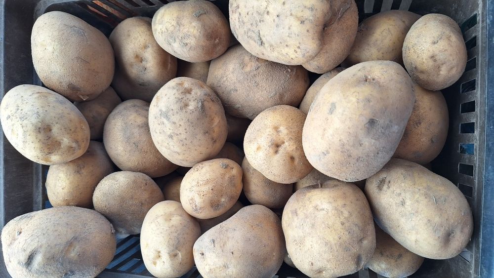 Ziemniaki jadalne żółte