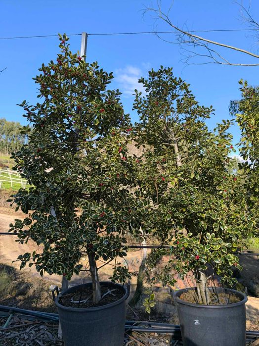 Azevinho Variegata com 2.00m de altura