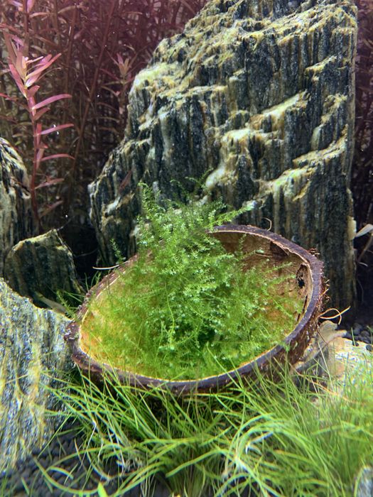 Mech jawajski jawa moss duża porcja