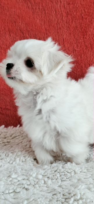 Maltańczyki Maltańczyk piesek rod 4pok.-pełny