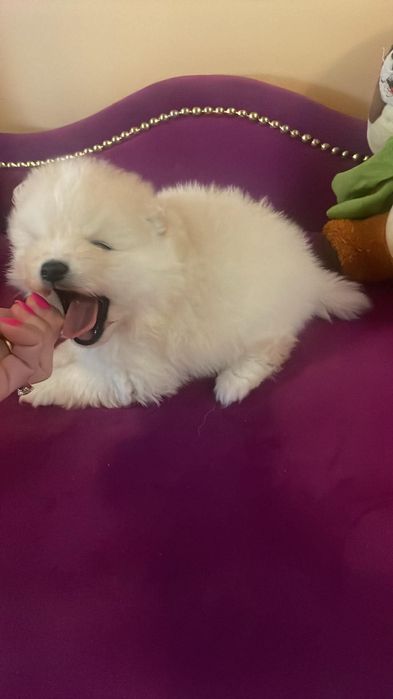 Szpic miniaturowy pomeranian piesek