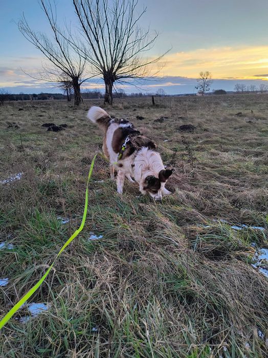 Hotel dla zwierząt / psa kota na wsi / Inowrocław, Bydgoszcz, Toruń