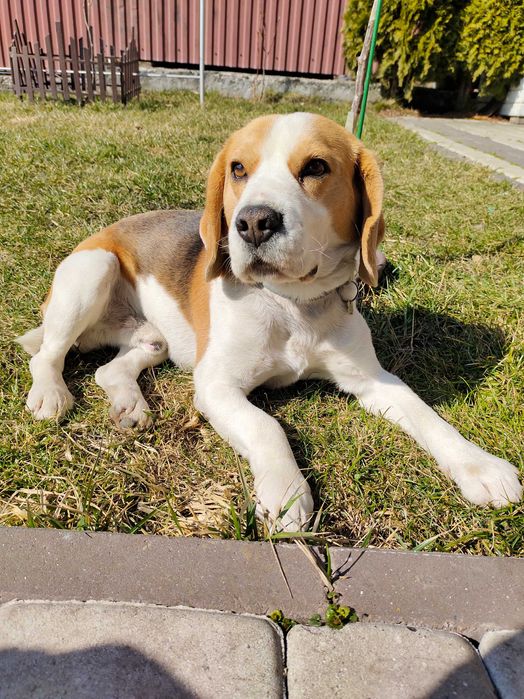 віддімо собаку породи БІГЛЬ в дбайливу сім'ю