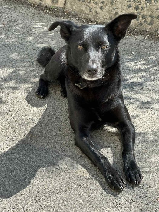 Знайдена собака троєщина