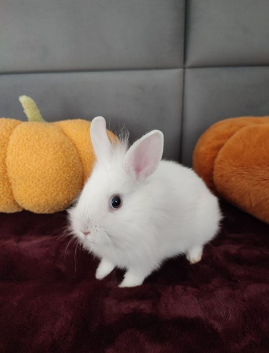 Królik miniaturka samiczka