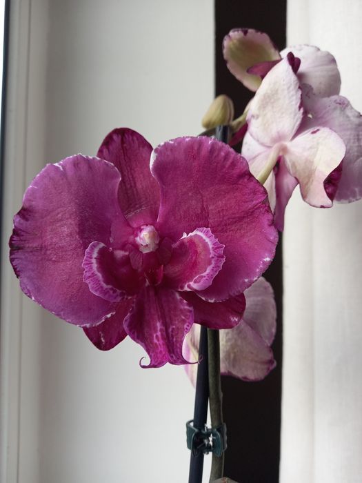 Сотрова орхідея дітка  Allura Dracarys
