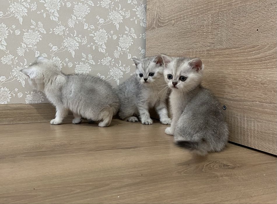 Британська шиншила