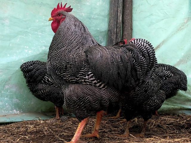 Яйце для інкубації, курчата, Амрокс. Птиця.