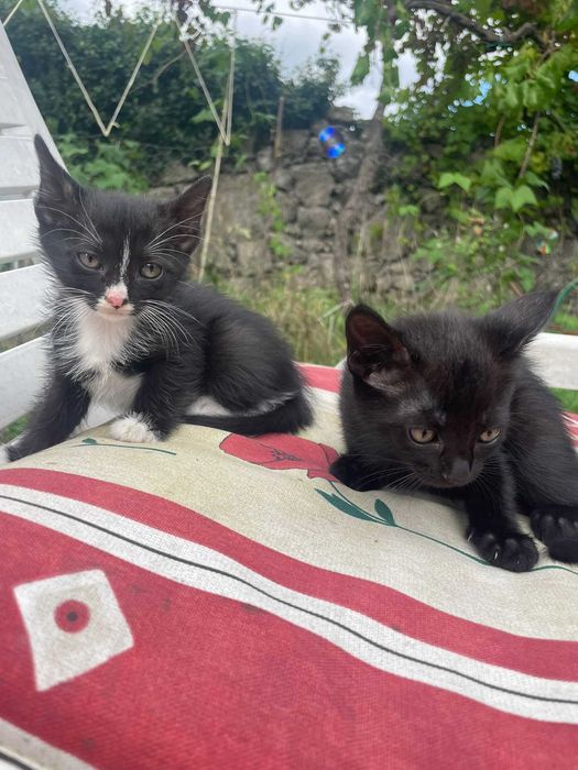 Gatinhas para adoção!