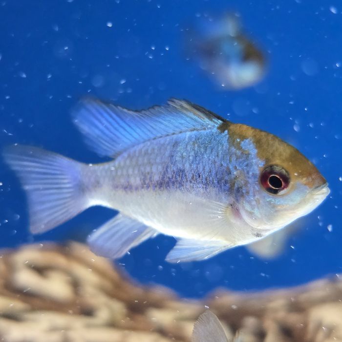 Ryba Ramirezka ELECTRIC BLUE