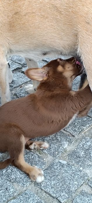 Cães para adotar