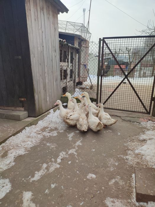 Kaczki z własnego gospodarstwa.