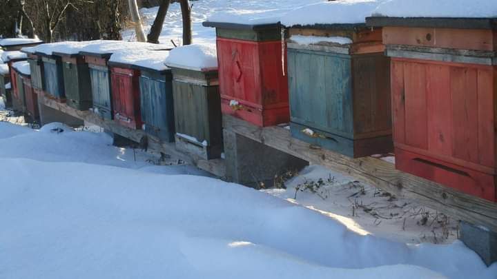 Odkłady Pszczele-rodziny od maja 2026r