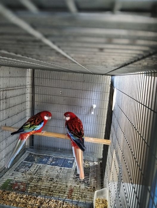 Casal adulto roselas