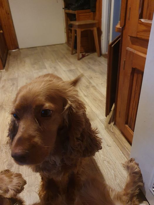Suczka Cocker Spaniel