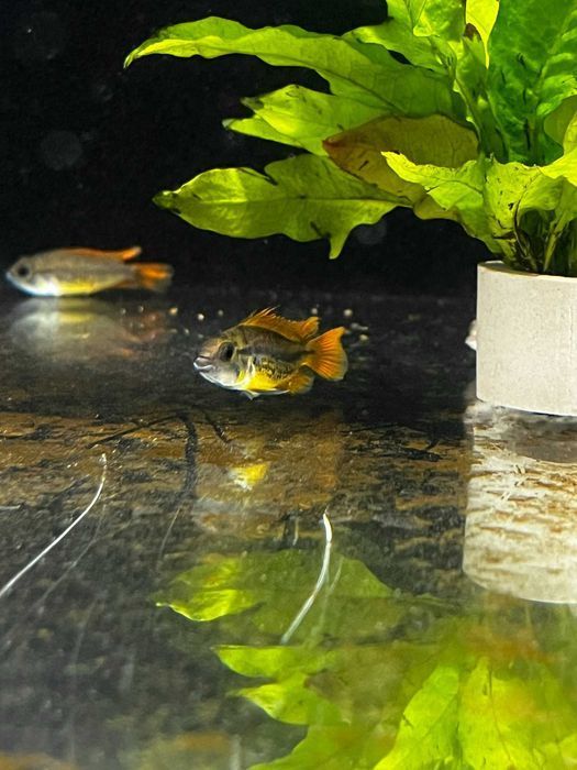 Kakadu Orange - SKALMAR Sklep Akwarysty