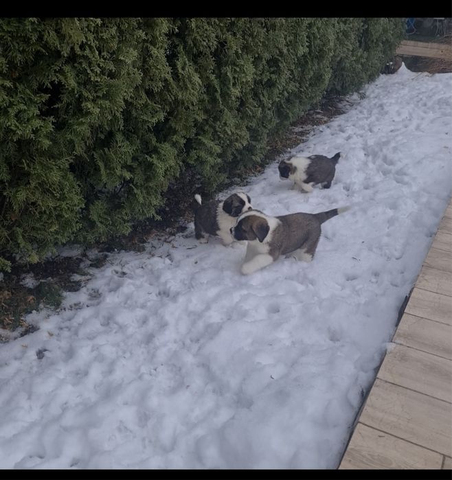 Цуценя сенбернар 8 цуциків