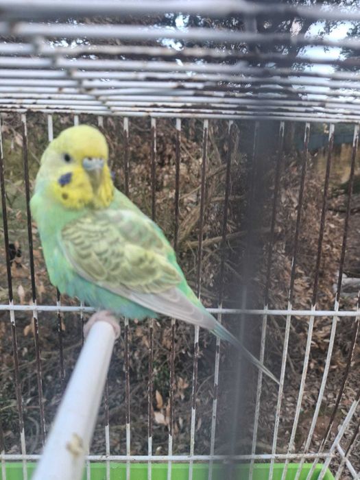 Vendo piriquitos australianos - cor verde