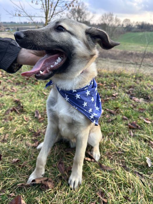 Джой шукає любляче серце