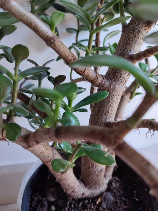 Planta de jade, planta da sorte