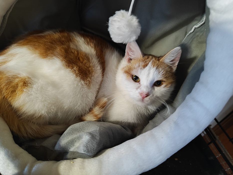 Przekochany kocurek szuka domku