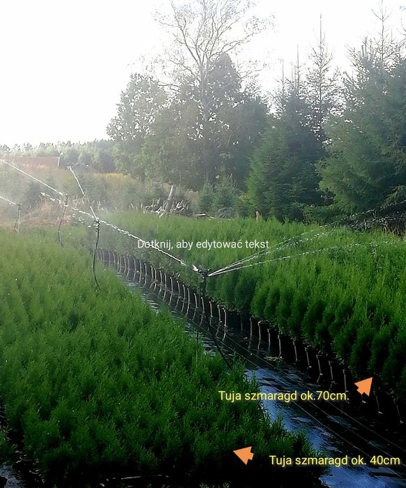 TUJA Szmaragd THUJA 80-160 cm.